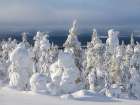 Snow covered mountain forest near Luosto. Pyha-Luosto National Park, winter in Lapland, Finland. Art Print